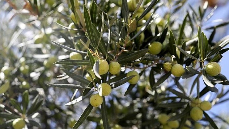 Anıt zeytin ağaçlarından 70 kilo rekolte bekleniyor